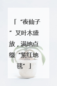 “夜仙子”叉叶木盛放，满地点缀“紫红地毯”