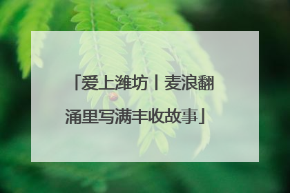 爱上潍坊丨麦浪翻涌里写满丰收故事
