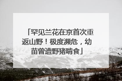 罕见兰花在京首次重返山野！极度濒危，幼苗曾遭野猪啃食