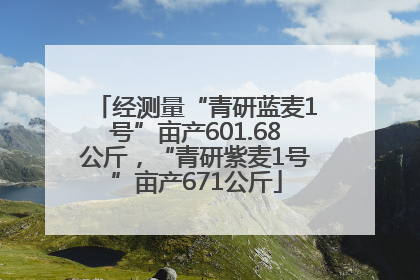 经测量“青研蓝麦1号”亩产601.68公斤，“青研紫麦1号”亩产671公斤