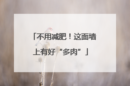 不用减肥！这面墙上有好“多肉”