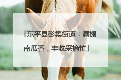 东平县彭集街道：满棚南瓜香，丰收采摘忙
