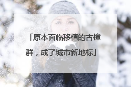 原本面临移植的古樟群，成了城市新地标
