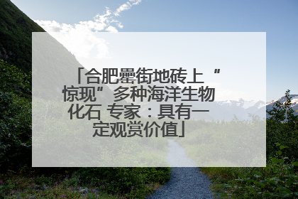合肥罍街地砖上“惊现”多种海洋生物化石 专家：具有一定观赏价值