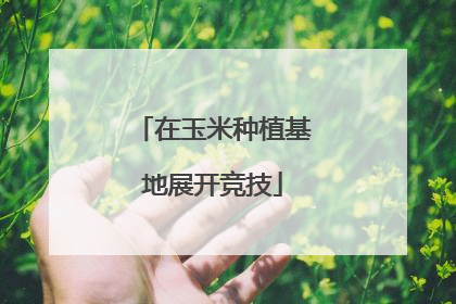在玉米种植基地展开竞技