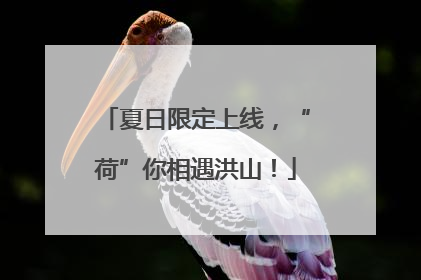 夏日限定上线，“荷”你相遇洪山！