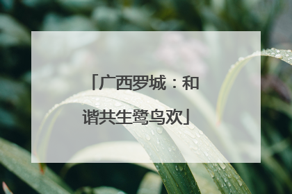 广西罗城：和谐共生鹭鸟欢