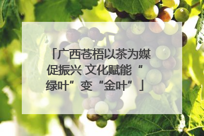 广西苍梧以茶为媒促振兴 文化赋能“绿叶”变“金叶”