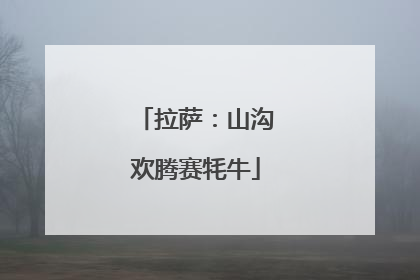 拉萨：山沟欢腾赛牦牛