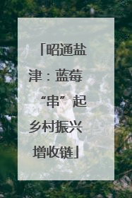 昭通盐津：蓝莓“串”起乡村振兴增收链
