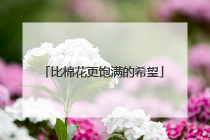 比棉花更饱满的希望