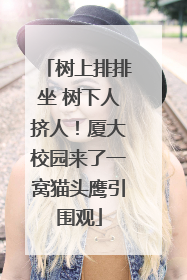 树上排排坐 树下人挤人！厦大校园来了一窝猫头鹰引围观