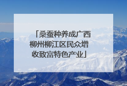 桑蚕种养成广西柳州柳江区民众增收致富特色产业