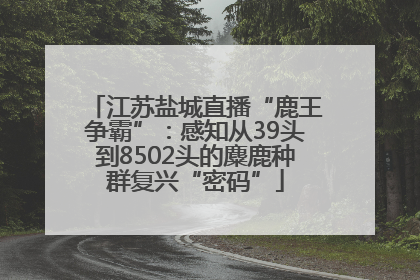 江苏盐城直播“鹿王争霸”：感知从39头到8502头的麋鹿种群复兴“密码”