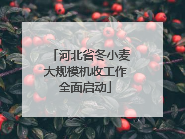 河北省冬小麦大规模机收工作全面启动