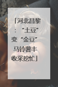 河北昌黎：“土豆”变“金豆” 马铃薯丰收采挖忙