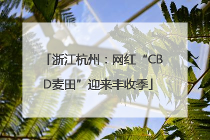 浙江杭州：网红“CBD麦田”迎来丰收季