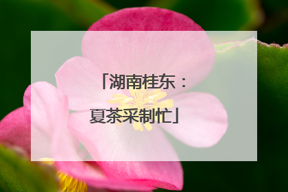 湖南桂东：夏茶采制忙