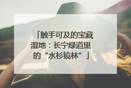 触手可及的宝藏湿地：长宁绿道里的“水杉镜林”