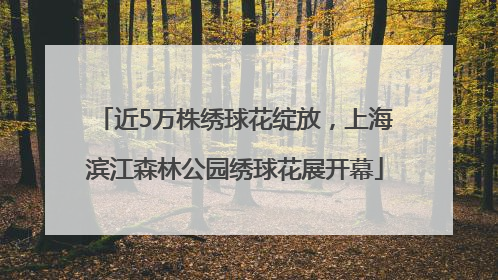 近5万株绣球花绽放，上海滨江森林公园绣球花展开幕