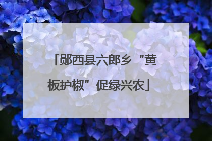 郧西县六郎乡“黄板护椒”促绿兴农