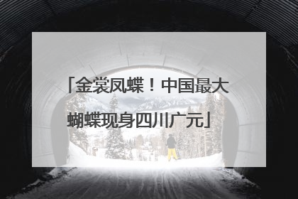 金裳凤蝶！中国最大蝴蝶现身四川广元