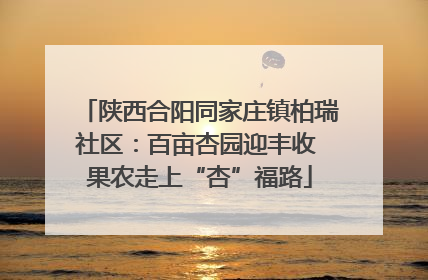 陕西合阳同家庄镇柏瑞社区：百亩杏园迎丰收 果农走上“杏”福路