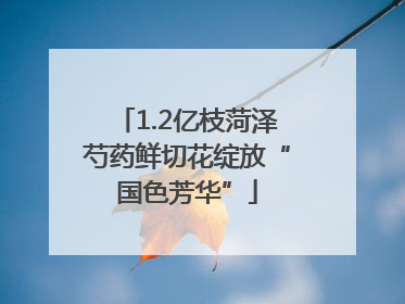 1.2亿枝菏泽芍药鲜切花绽放“国色芳华”