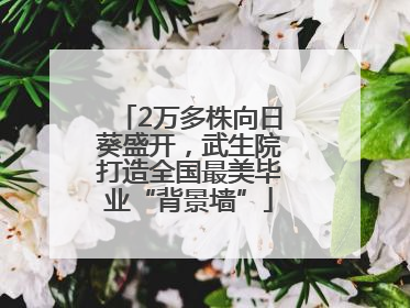 2万多株向日葵盛开，武生院打造全国最美毕业“背景墙”